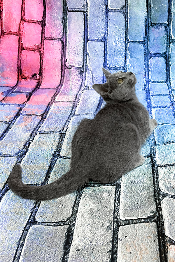 Brahman | Russian Blue Kitten