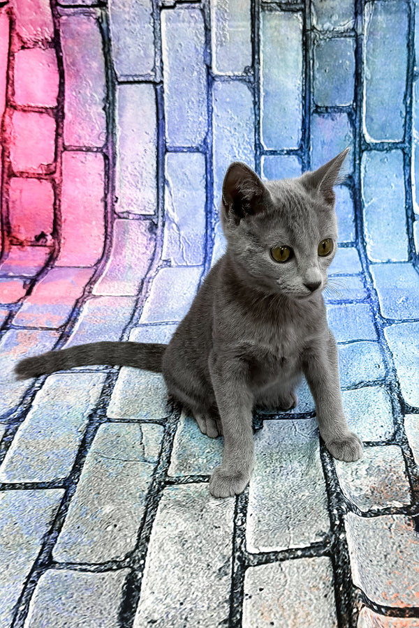 Brahman | Russian Blue Kitten