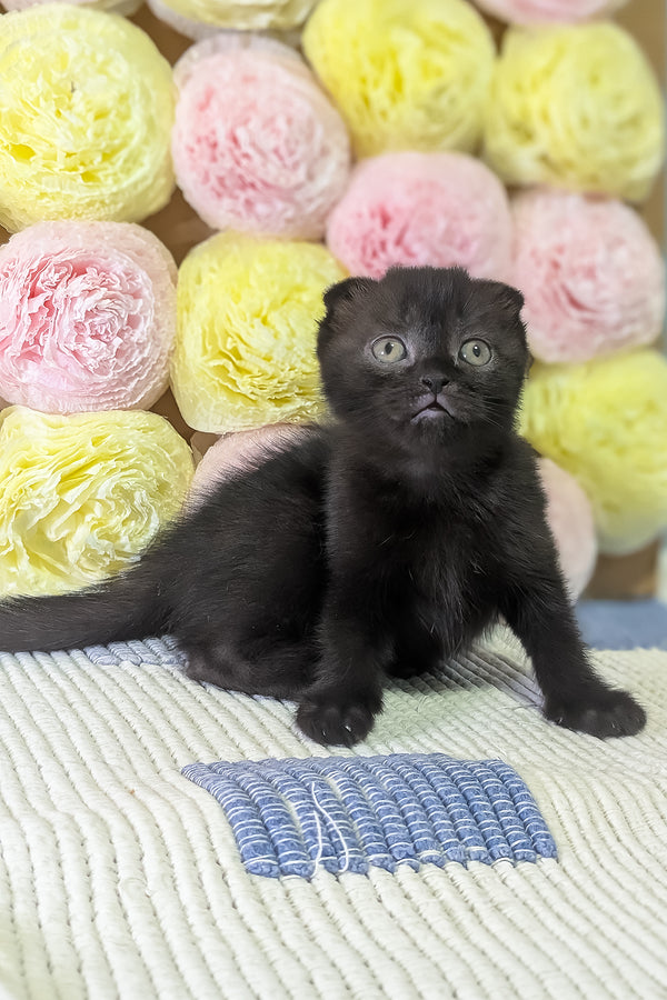Carmen | Scottish Fold Kitten
