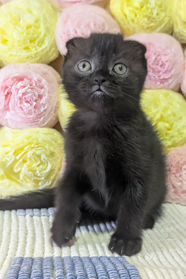 Carmen | Scottish Fold Kitten