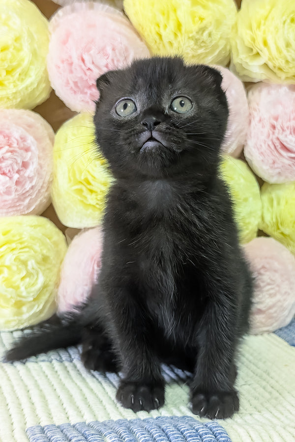 Carmen | Scottish Fold Kitten