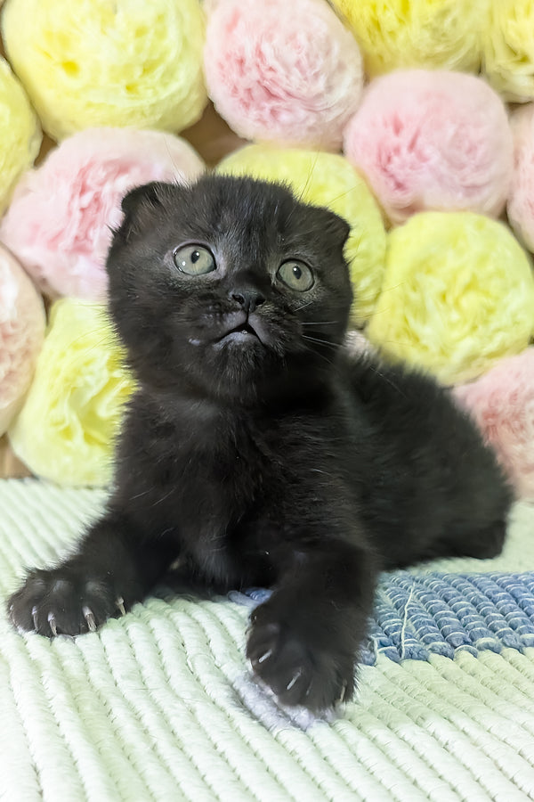 Carmen | Scottish Fold Kitten