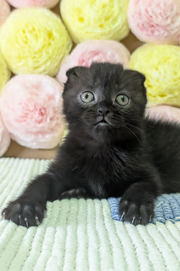 Carmen | Scottish Fold Kitten