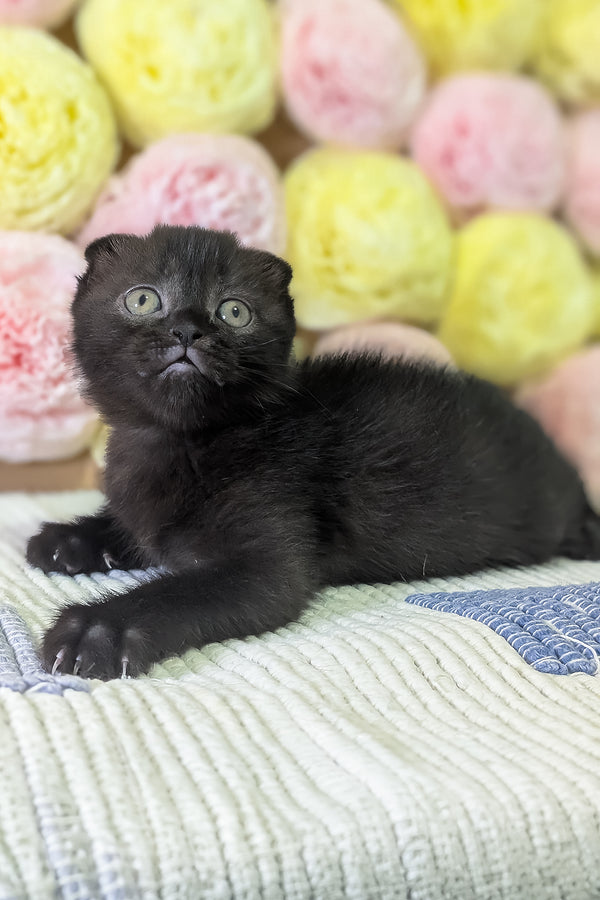 Carmen | Scottish Fold Kitten