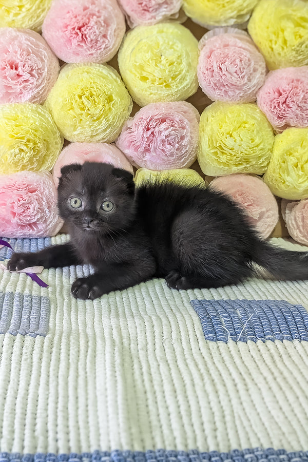 Carmen | Scottish Fold Kitten