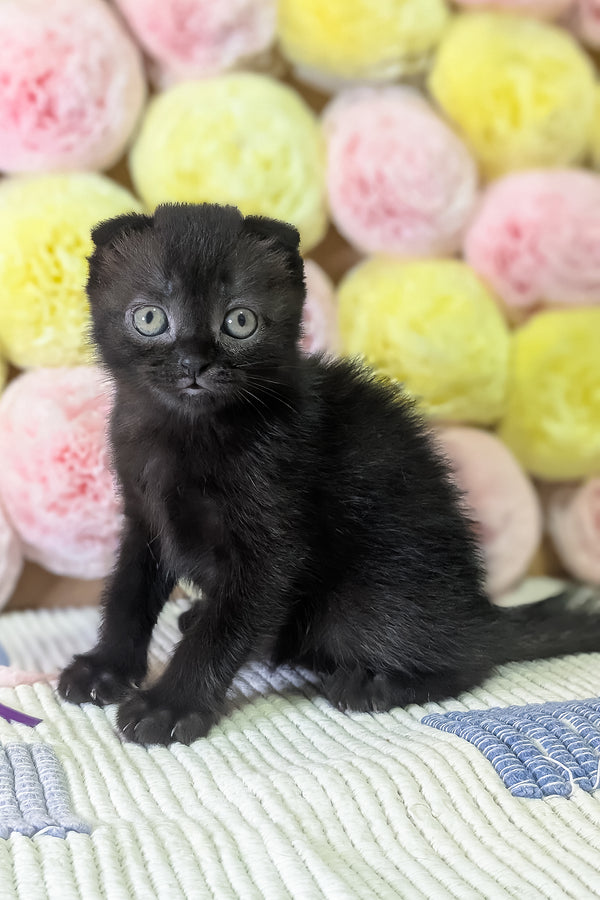 Carmen | Scottish Fold Kitten