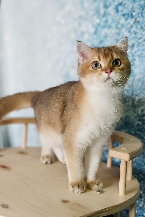 Gaston | British Shorthair Kitten
