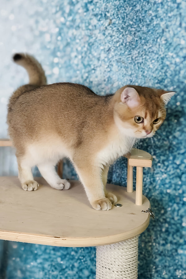 Gaston | British Shorthair Kitten