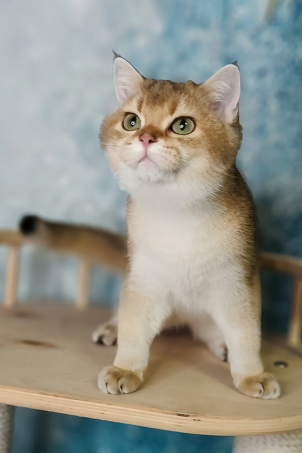 Gaston | British Shorthair Kitten