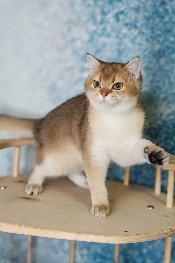 Gaston | British Shorthair Kitten