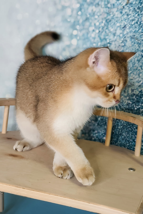 Gaston | British Shorthair Kitten