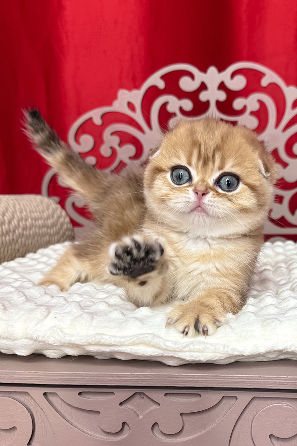 Carolina | Scottish Fold Kitten