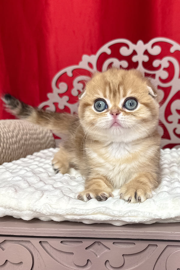Carolina | Scottish Fold Kitten