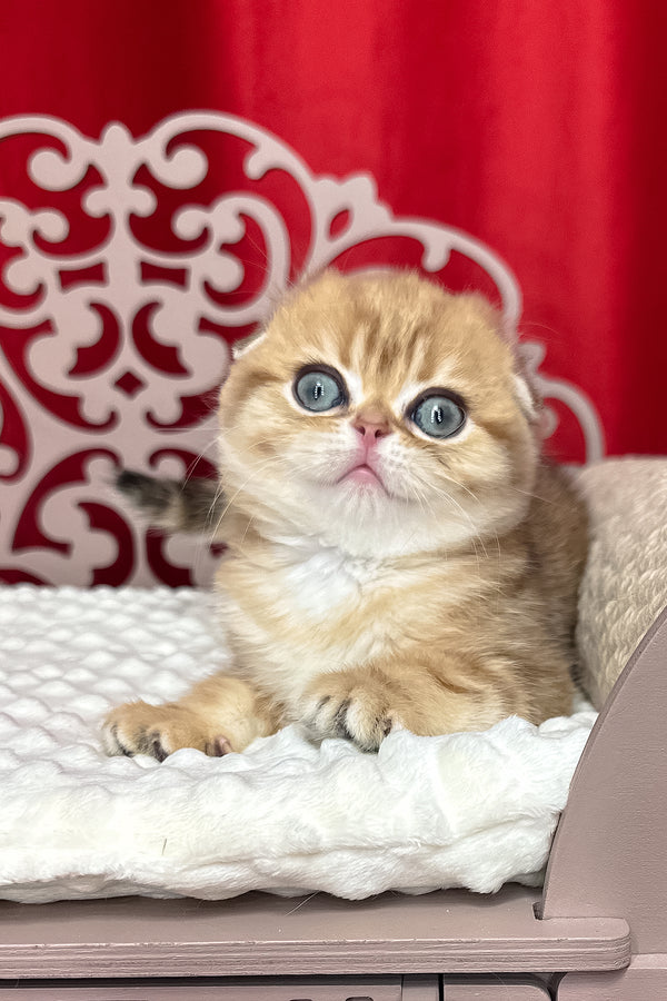 Carolina | Scottish Fold Kitten