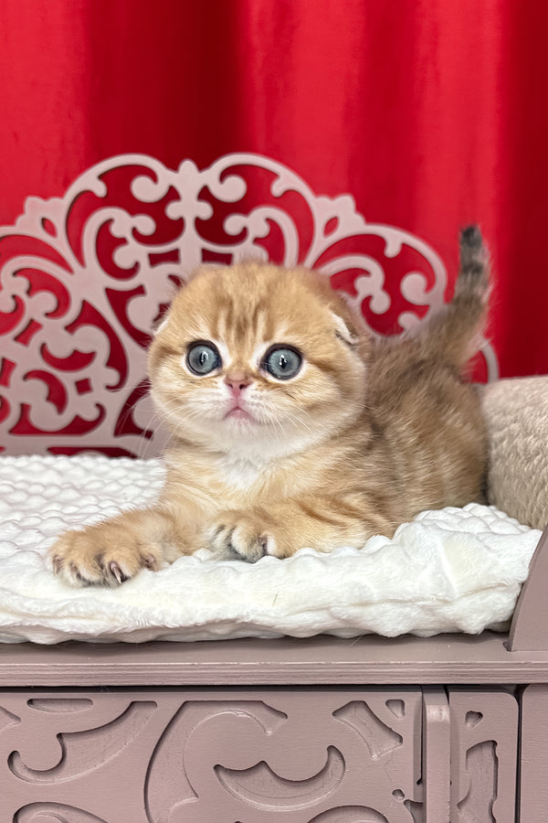 Carolina | Scottish Fold Kitten