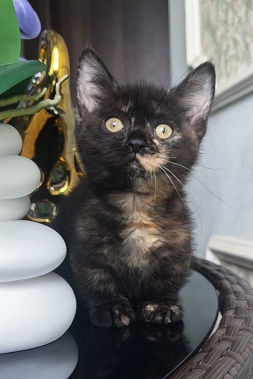Catalina | Munchkin Kitten