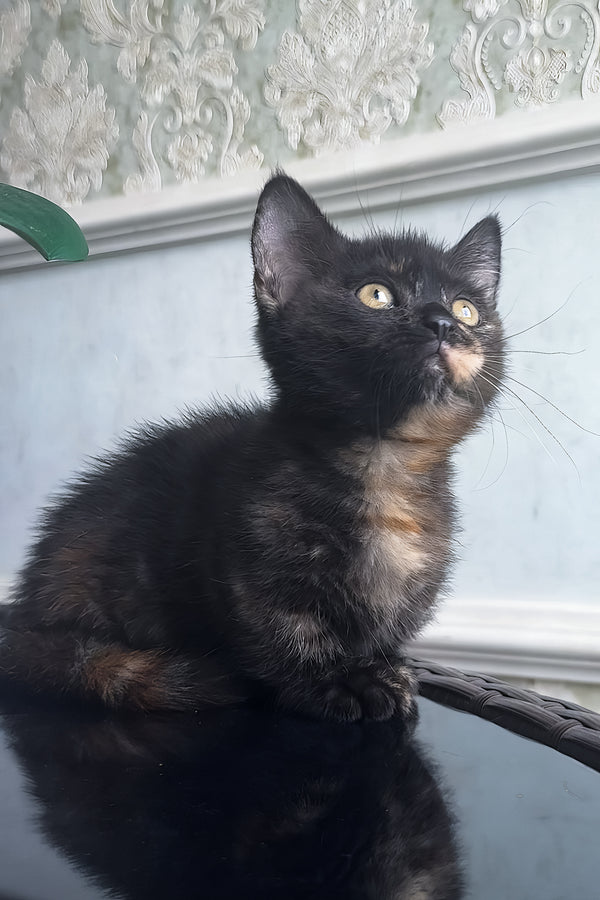 Catalina | Munchkin Kitten