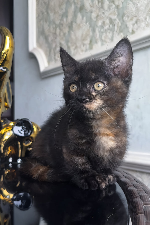 Catalina | Munchkin Kitten