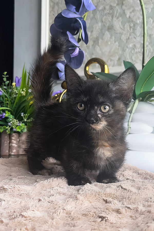 Catalina | Munchkin Kitten