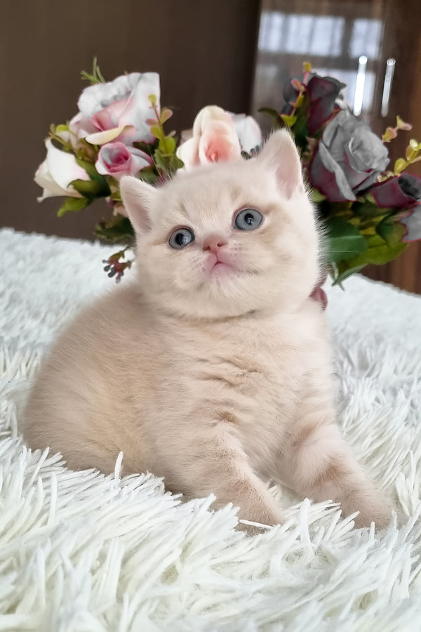 Cleo | British Shorthair Kitten