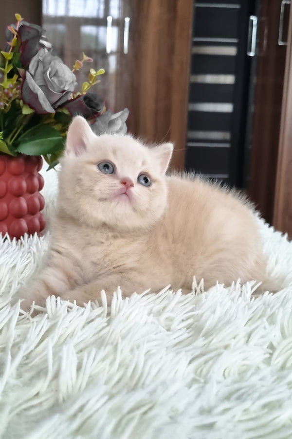 Cleo | British Shorthair Kitten
