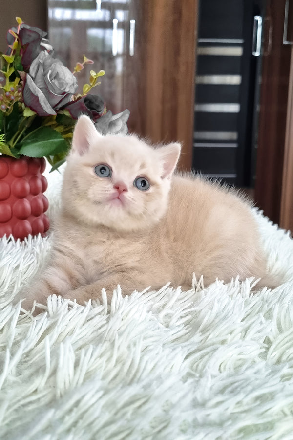 Cleo | British Shorthair Kitten