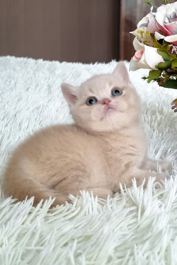 Cleo | British Shorthair Kitten