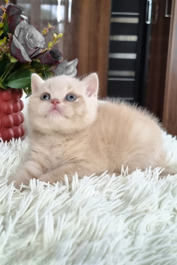 Cleo | British Shorthair Kitten