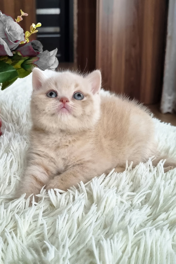 Cleo | British Shorthair Kitten