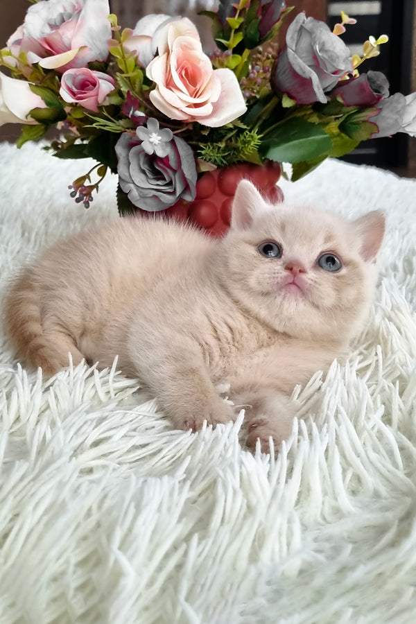 Cleo | British Shorthair Kitten