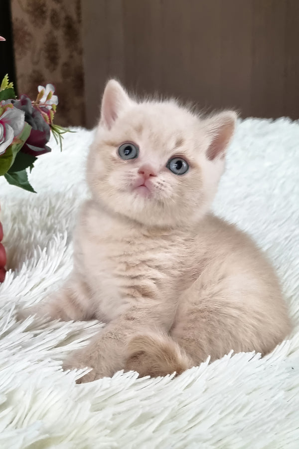 Cleo | British Shorthair Kitten