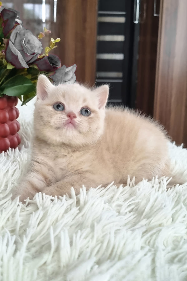 Cleo | British Shorthair Kitten