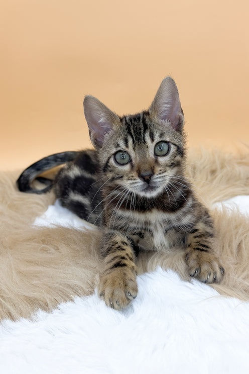 Dakota | Bengal Kitten