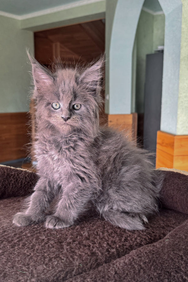 Dalan | Maine Coon Kitten