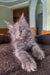 Dalan | Maine Coon Kitten