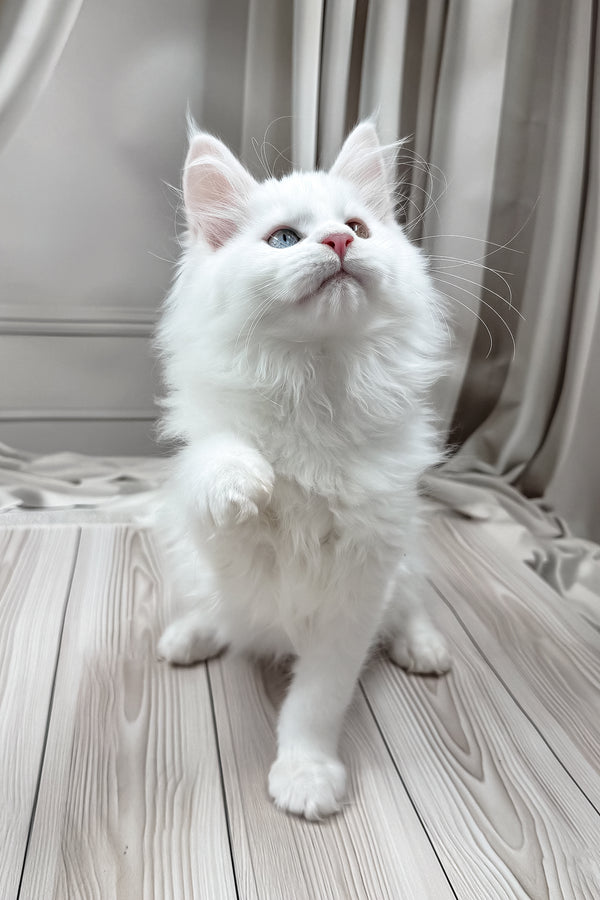 Darsy | Maine Coon Kitten