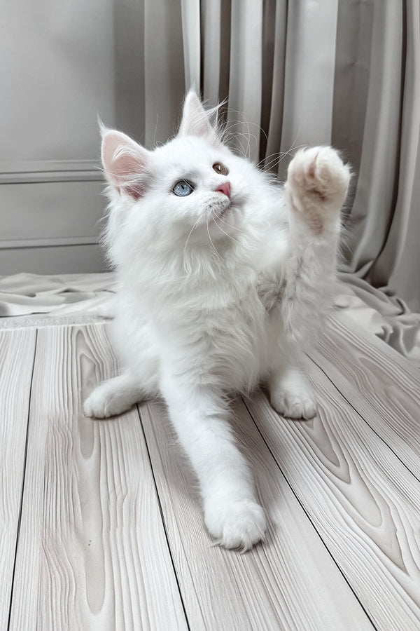 Darsy | Maine Coon Kitten