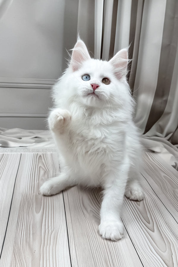 Darsy | Maine Coon Kitten