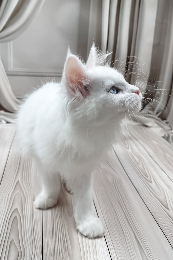 Darsy | Maine Coon Kitten