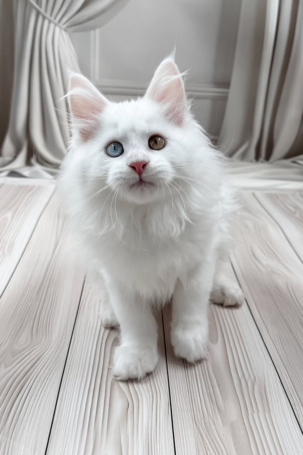 Darsy | Maine Coon Kitten