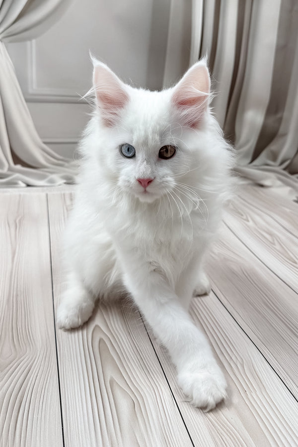 Darsy | Maine Coon Kitten