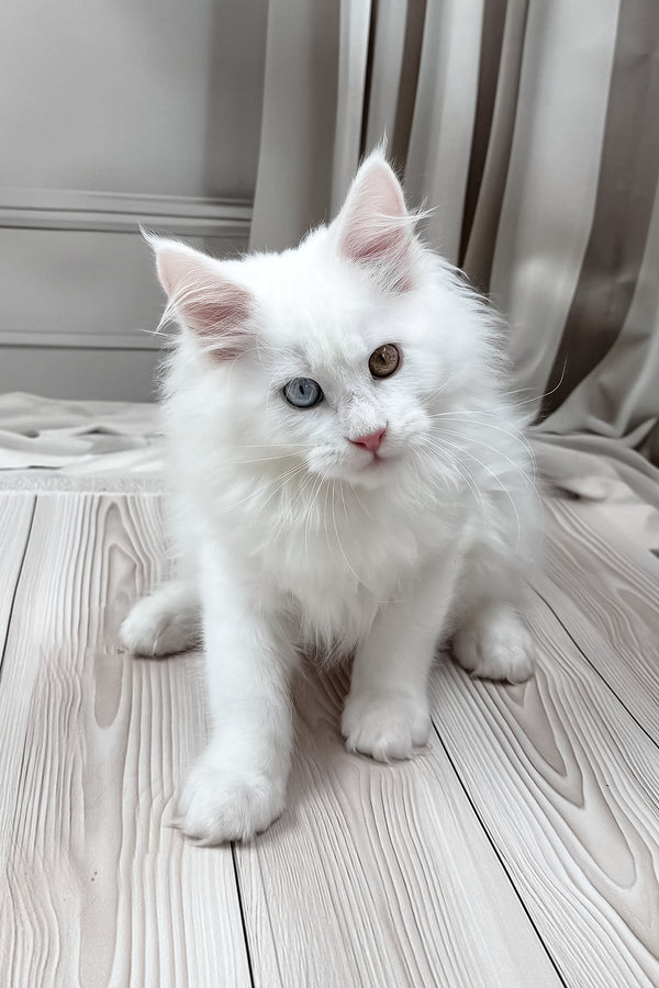 Darsy | Maine Coon Kitten