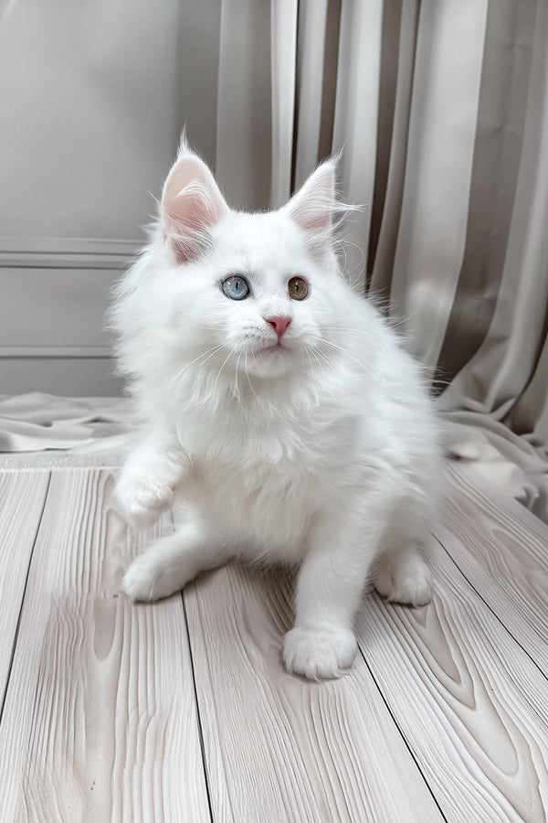 Darsy | Maine Coon Kitten