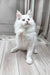 Darsy | Maine Coon Kitten