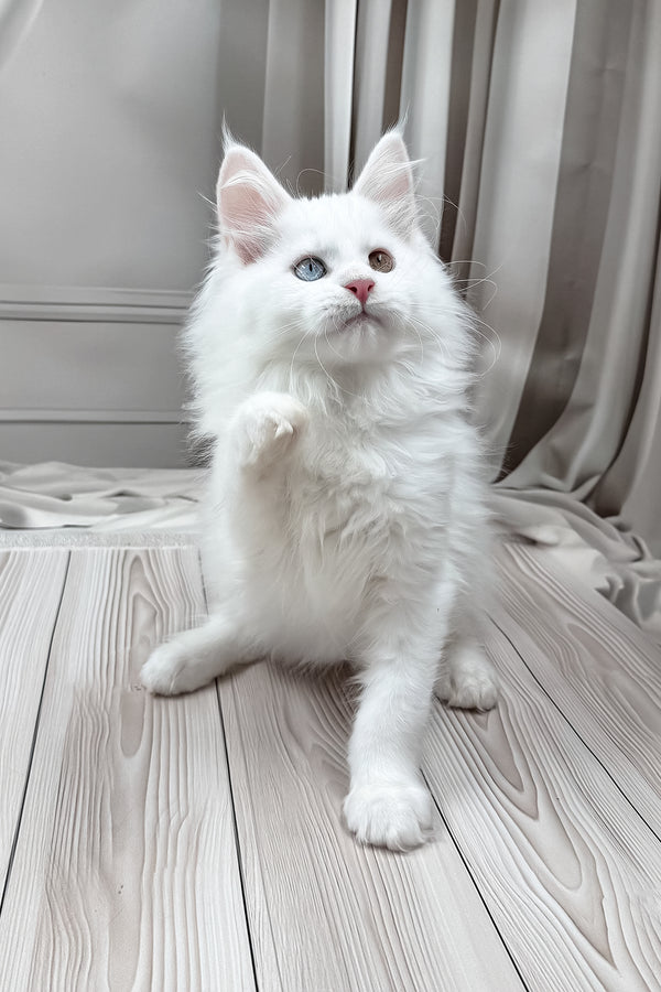 Darsy | Maine Coon Kitten