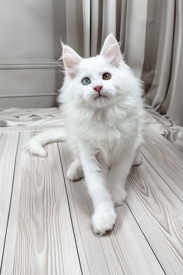 Darsy | Maine Coon Kitten