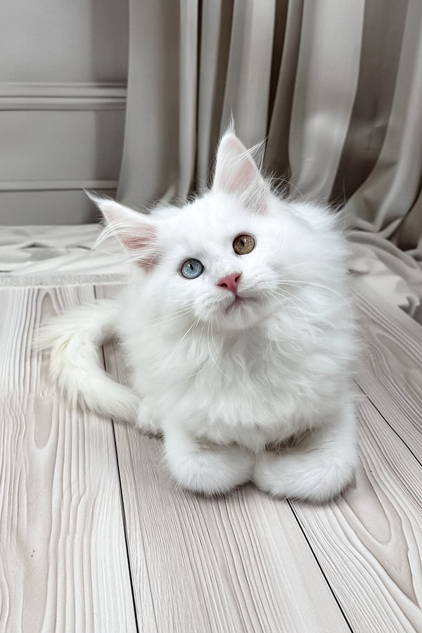 Darsy | Maine Coon Kitten