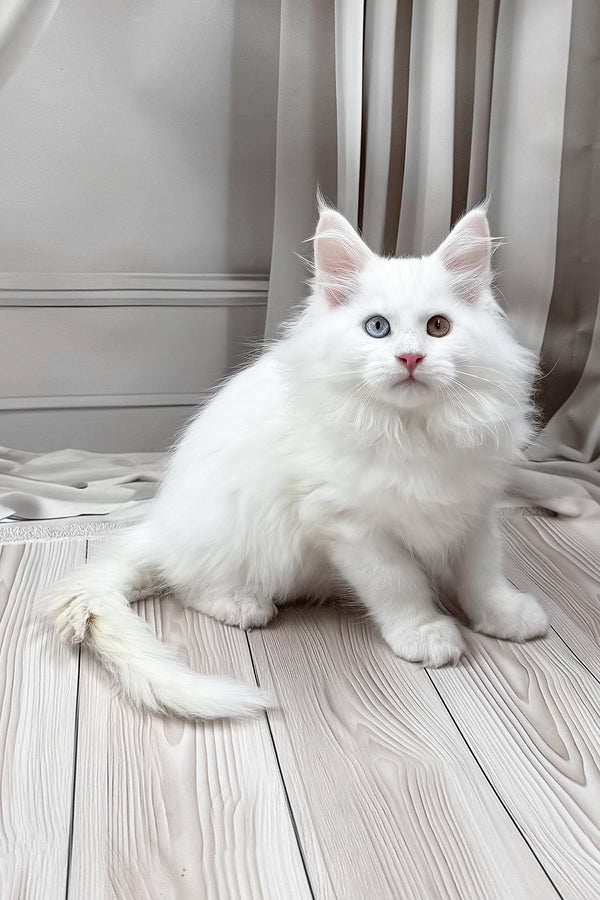 Darsy | Maine Coon Kitten
