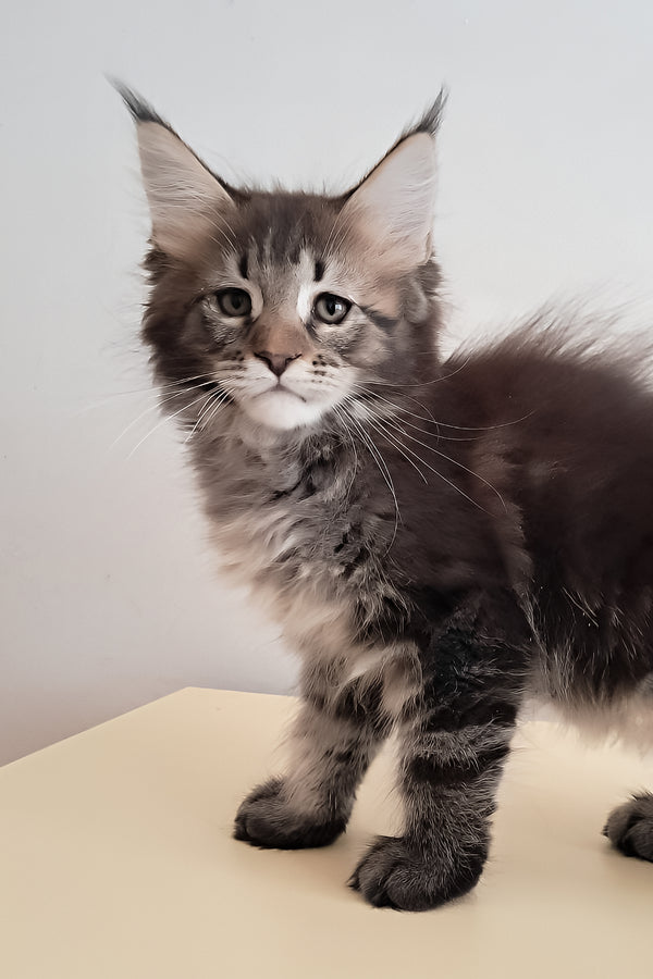 Diamant | Maine Coon Kitten