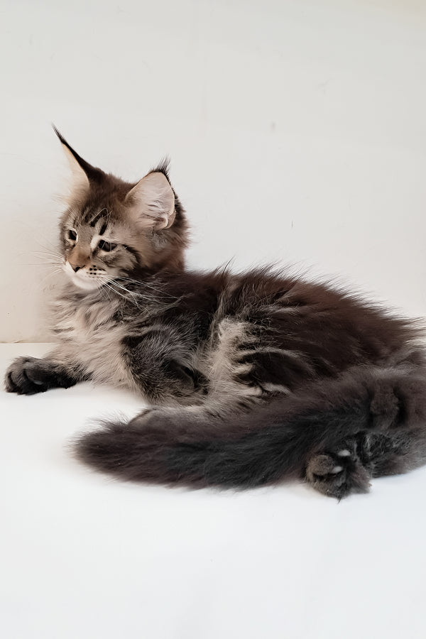Diamant | Maine Coon Kitten